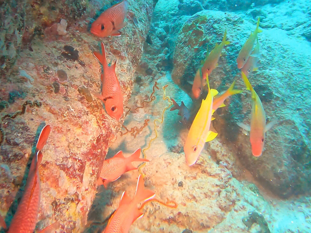 Bigorno Diving Center Mauritius-卓欧毕雪必去景点