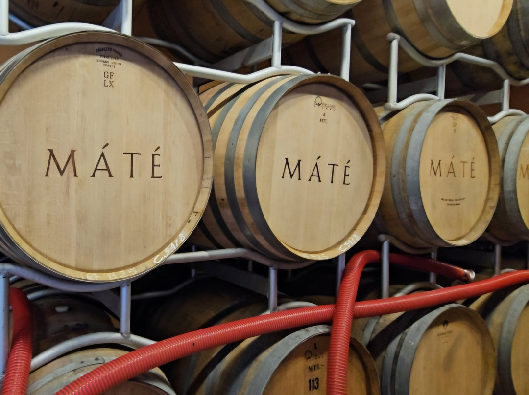 Máté Winery-蒙塔尔奇诺必去景点