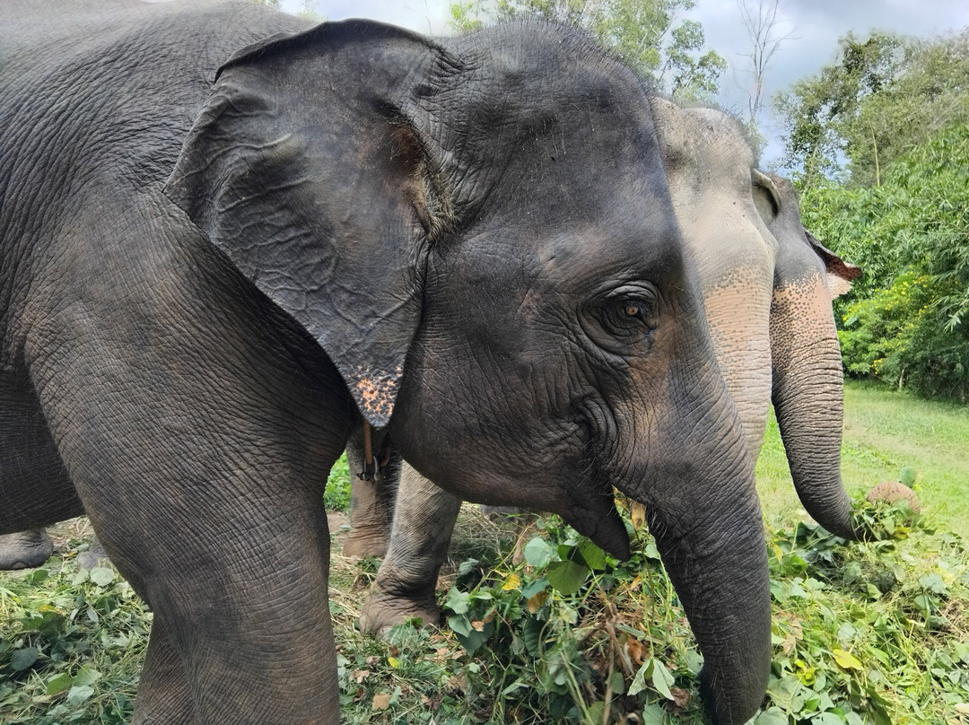 The Lake Phuket Elephant Home-Thep Krasatti必去景点