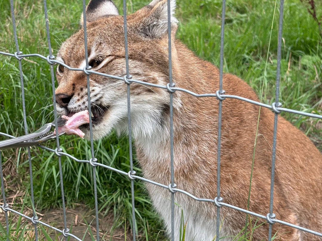 Ark Wildlife Park & Exotic Animal Sanctuary-Stickney必去景点