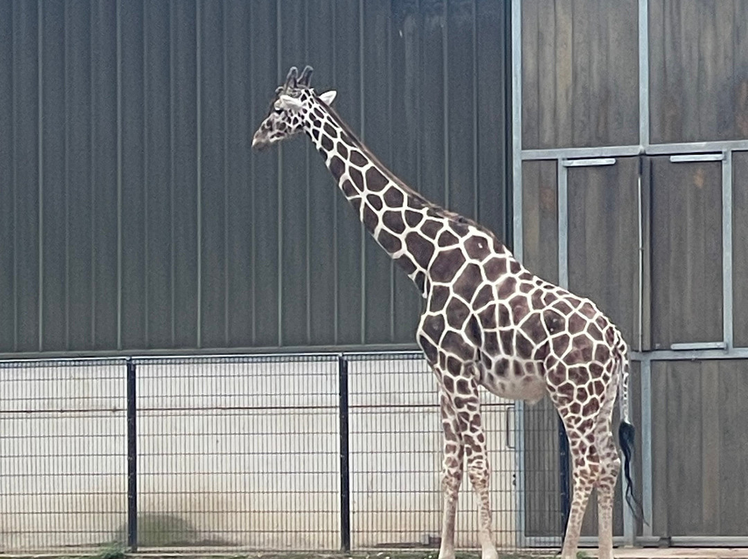 Yorkshire Wildlife Park-Auckley必去景点