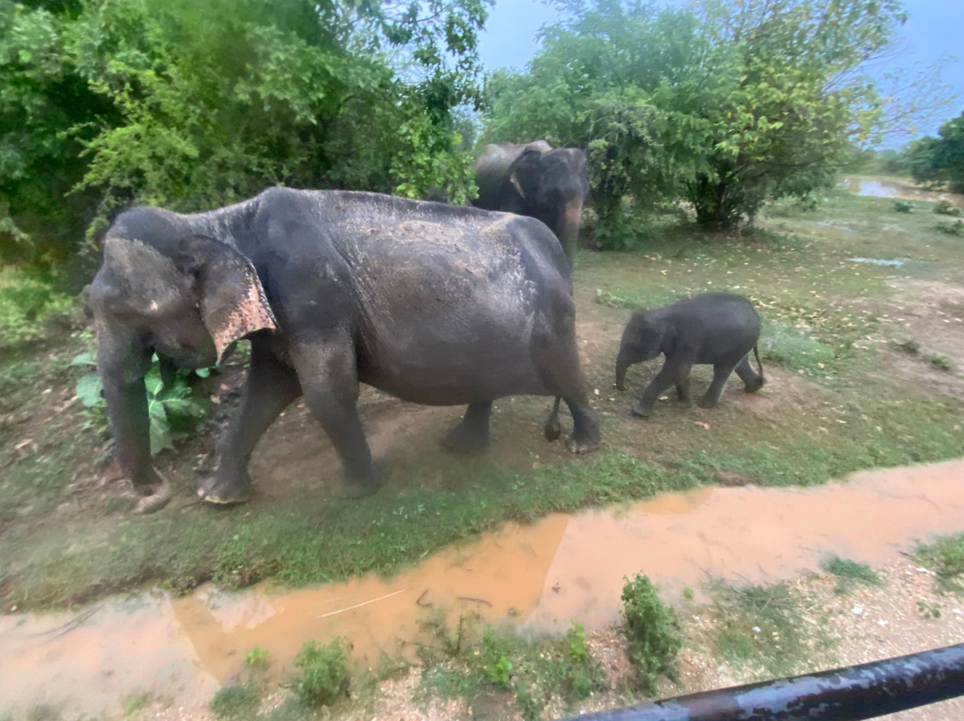 Indika Travel and Tourism Sri Lanka-Kadawata必去景点