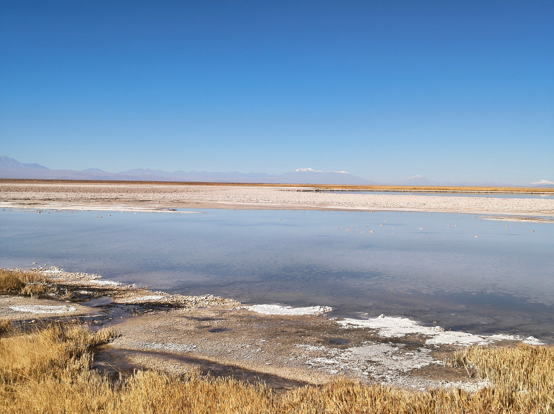 Laguna Cejar-圣佩德罗-德阿塔卡马必去景点