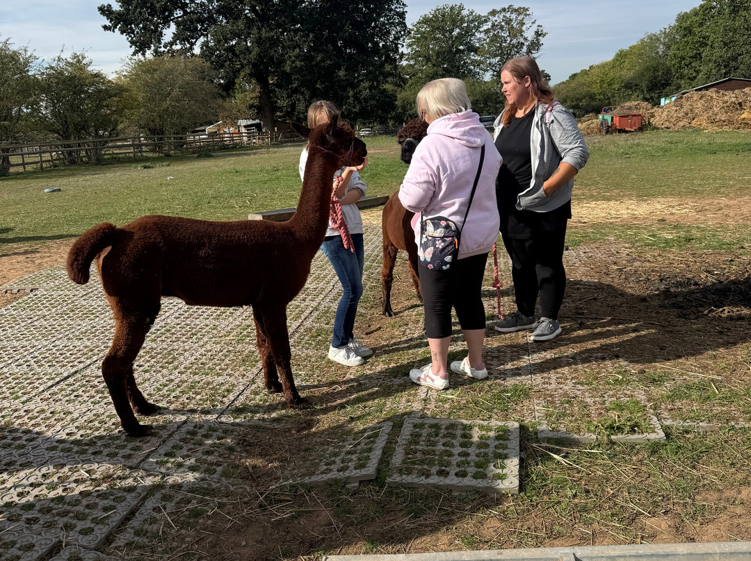 Lucky Tails Alpaca Farm-Atherstone必去景点