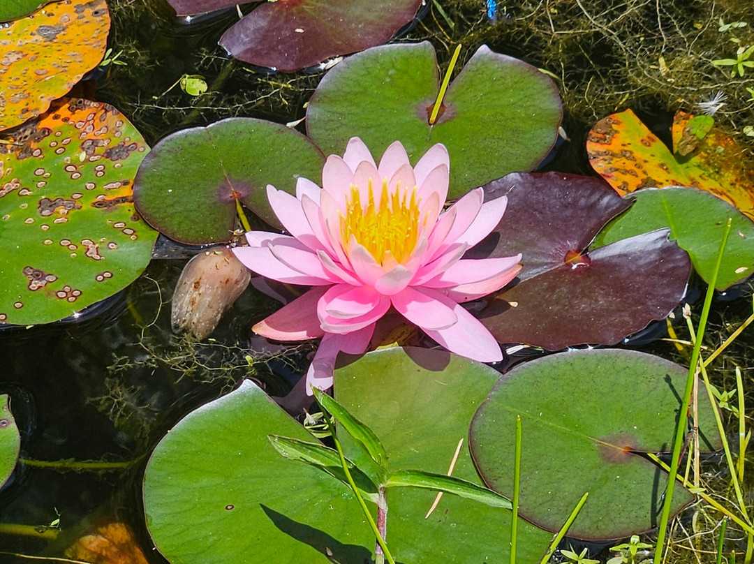Amantikir Park-坎普斯－杜若尔当必去景点
