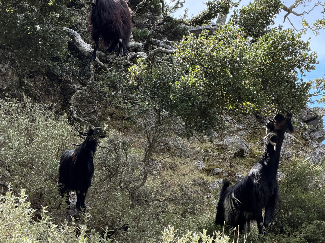Imbros Gorge-Hora Sfakion必去景点