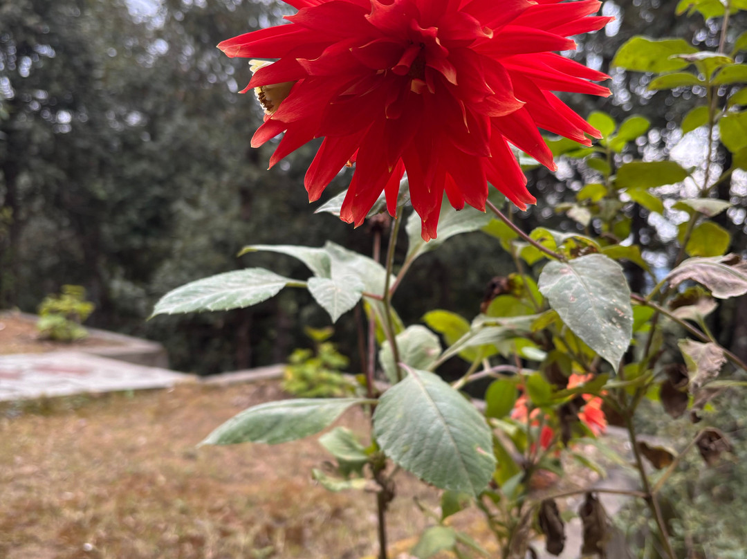 Kumaon酒店住宿-Anant Rasa, Shitlakhet - Uttarakhand