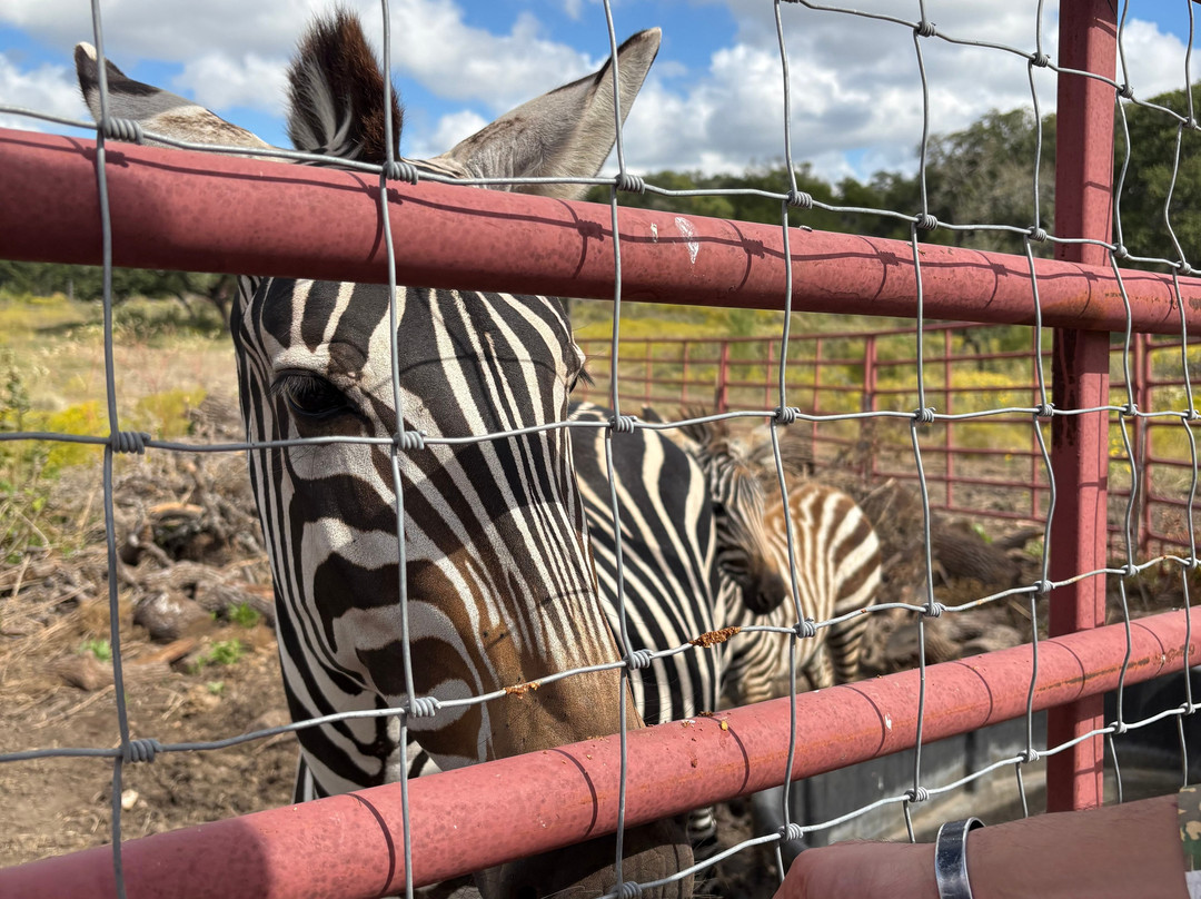 Giraffe Winery at Grapetown Vineyard-弗雷德里克斯堡必去景点