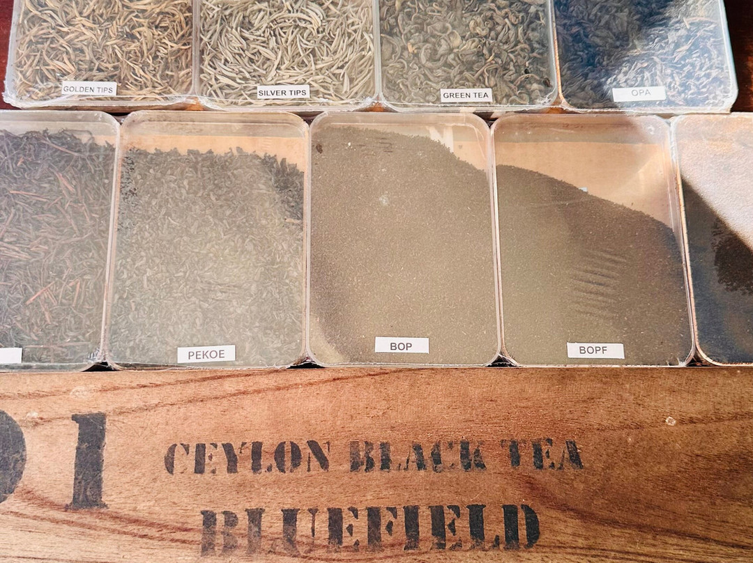 Blue Field Tea Factory-拉马伯达必去景点