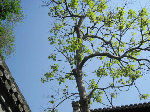 苏州罗汉寺-苏州市必去景点