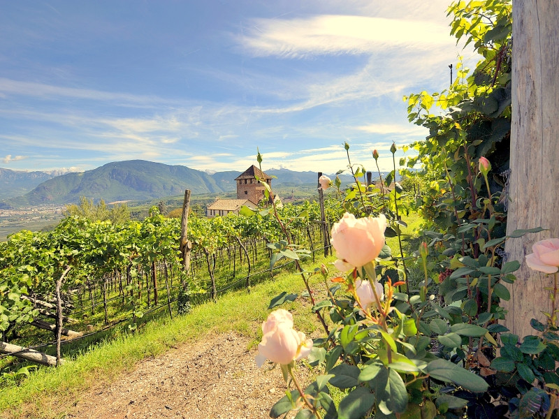 Appiano sulla Strada del Vino旅游攻略图片