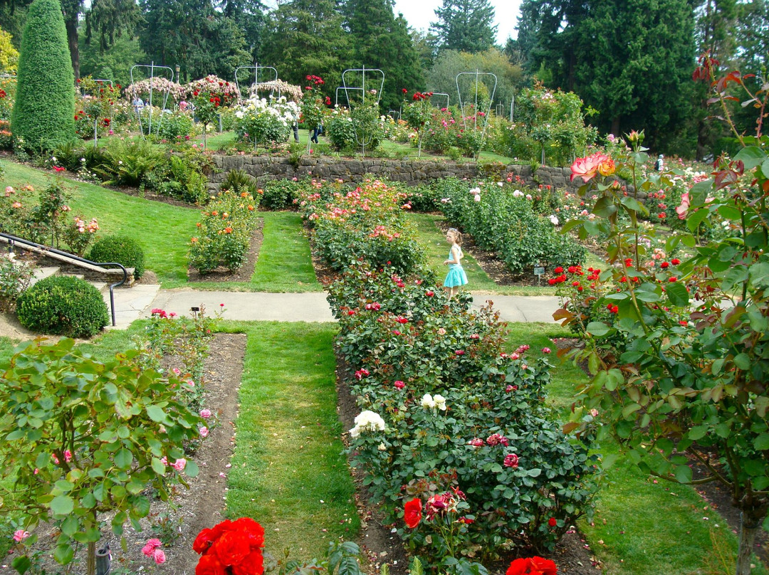 国际玫瑰试验园景点图片