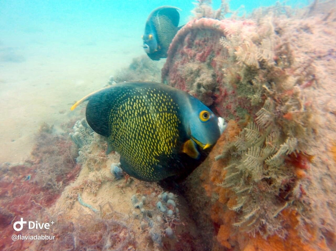 Ecoscuba Centro de Mergulho-Maceio必去景点