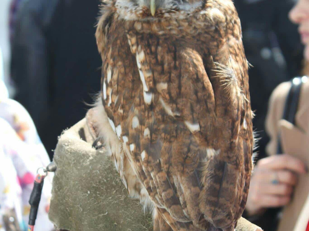 North Wales Owl Sanctuary景点图片