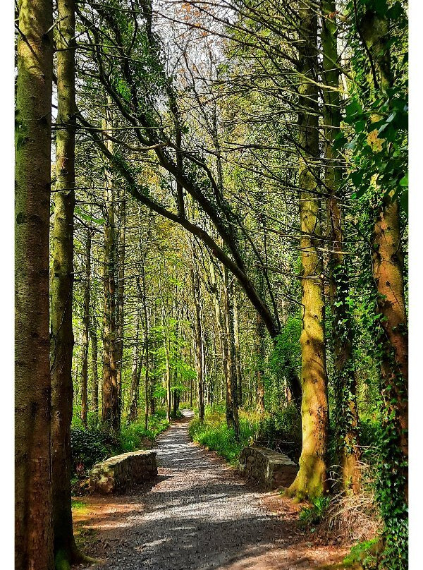 Littlewood Forest-Slane必去景点