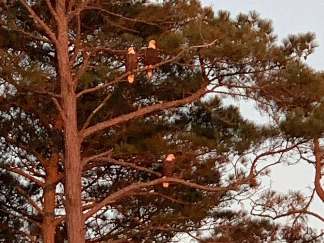 Js Expedition-Chincoteague必去景点