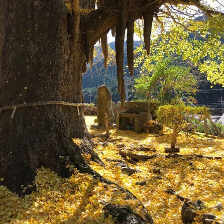 Kosazuke Ginkgo Tree in Kosenji Tmple景点图片