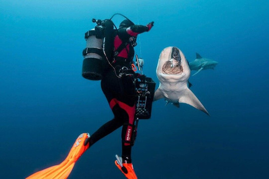 Shark Diving Florida Girls-朱庇特必去景点
