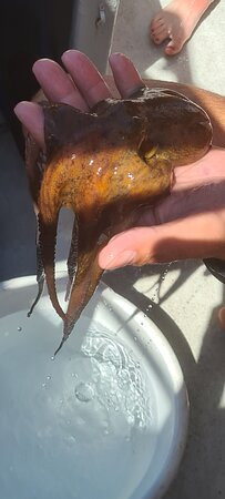 Captain Nick's Glass Bottom Boat Aphrodite-干尼亚必去景点