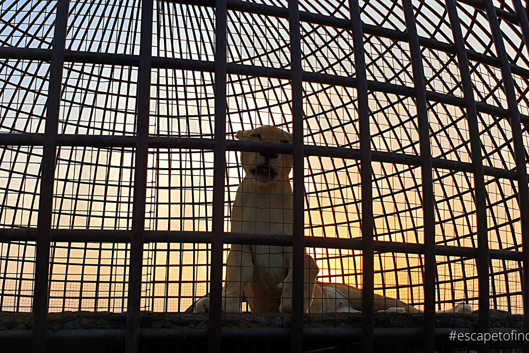 The Zoo Wild Life Park-乌姆盖万必去景点