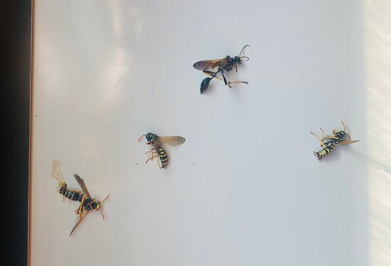 Comfort Inn & Suites Fishers - Indianapolis主图