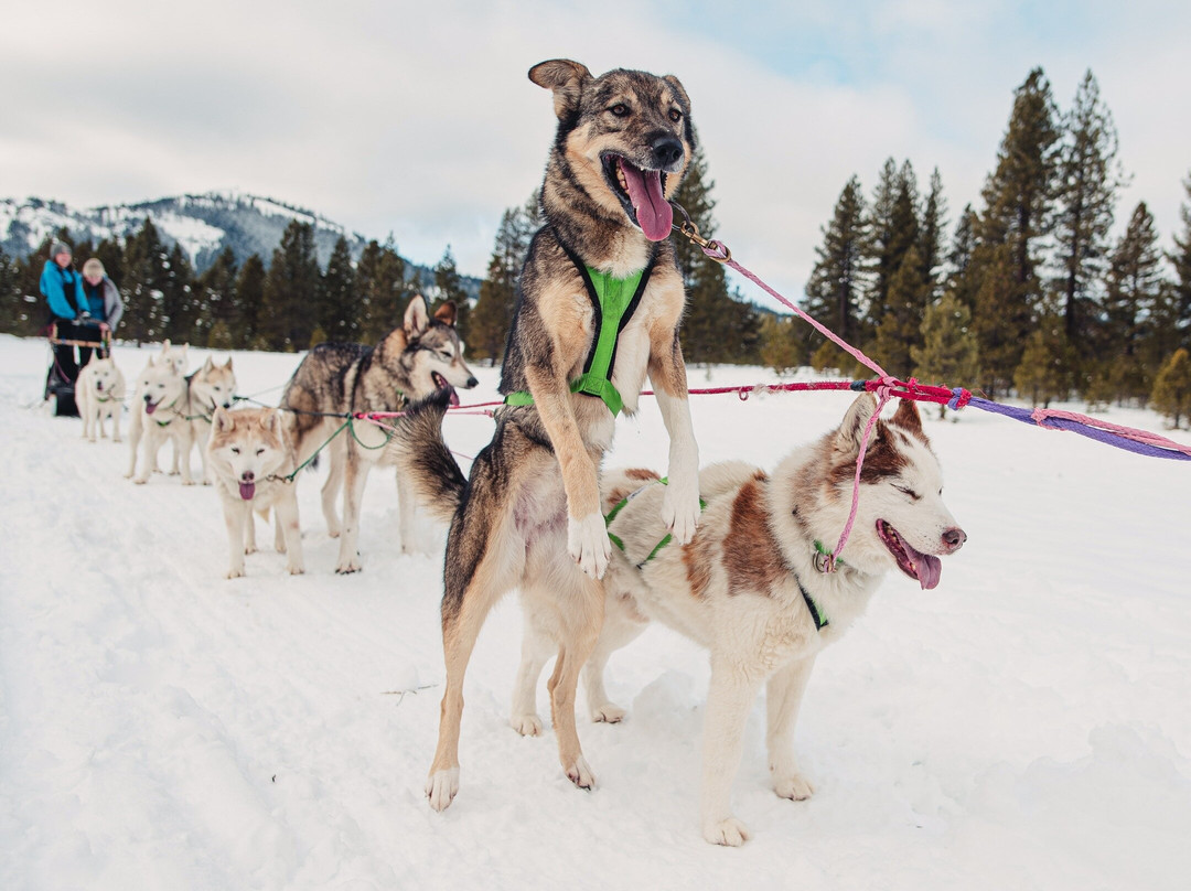 Susitna Sled Dog Adventures-塔尔基特纳必去景点