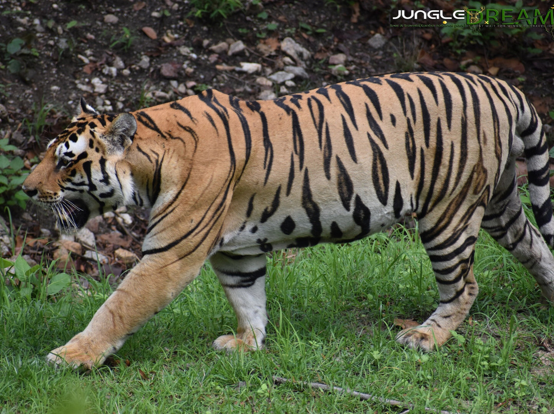 Jungle Dreams Tour & Travels