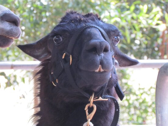 Llama Farma-Elizabeth Town必去景点