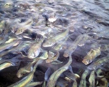 明星漁業生産組合