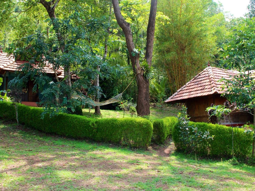 Creek in the Wild, Wayanad