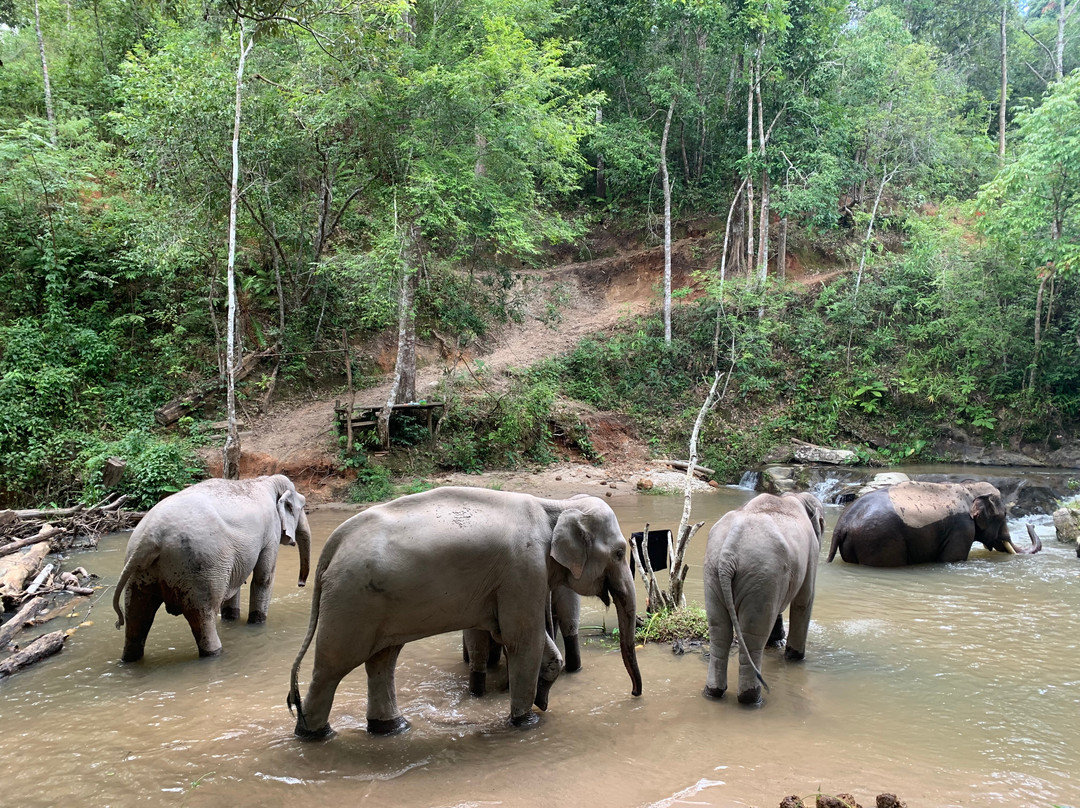 Elephant Freedom Village景点图片