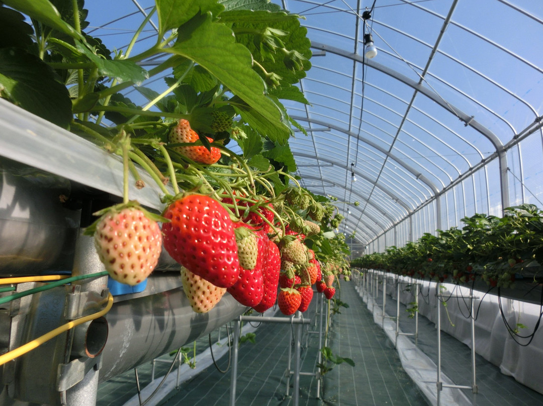 Strawberry Farm No.15 by The Farm Universal Osaka景点图片