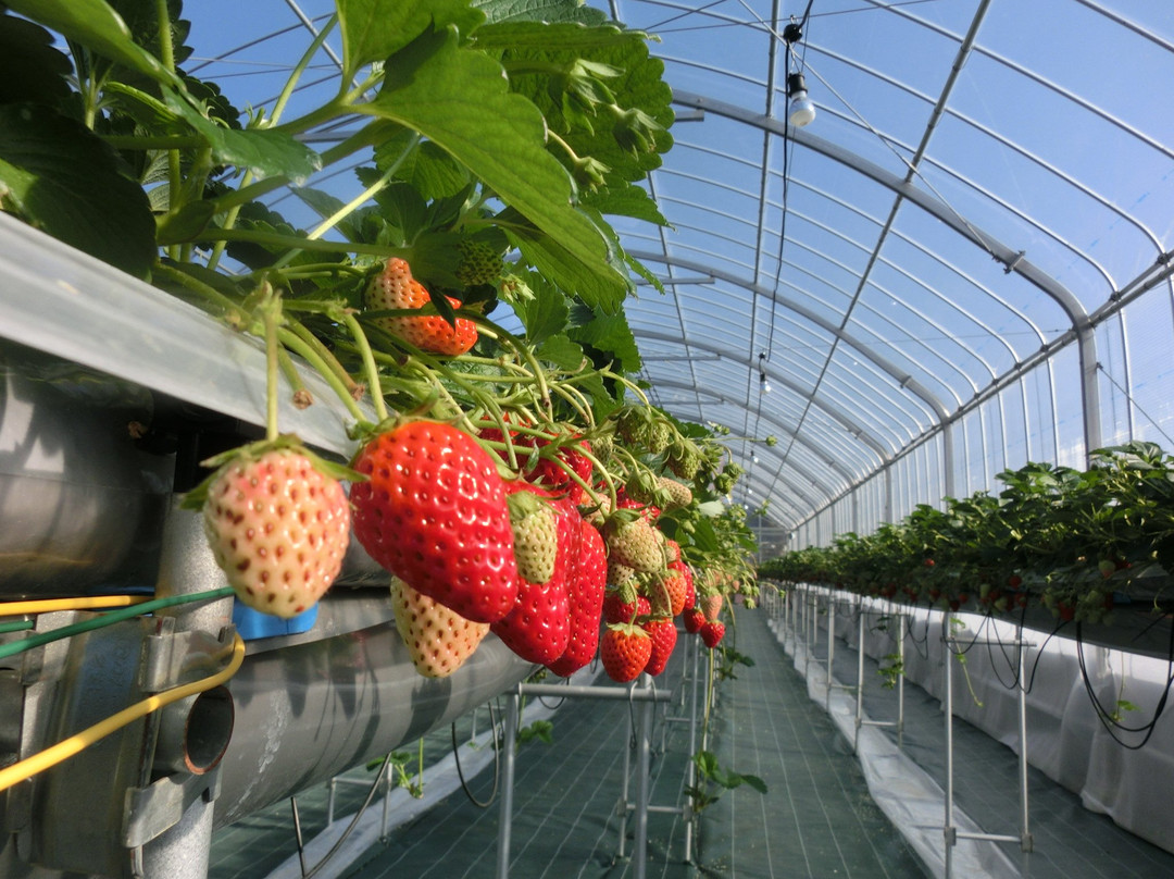 Strawberry Farm No.15 by The Farm Universal Osaka-茨木市必去景点