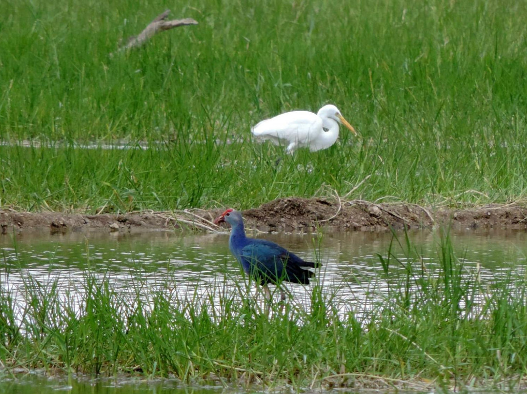 Vellode Bird Sanctuary景点图片