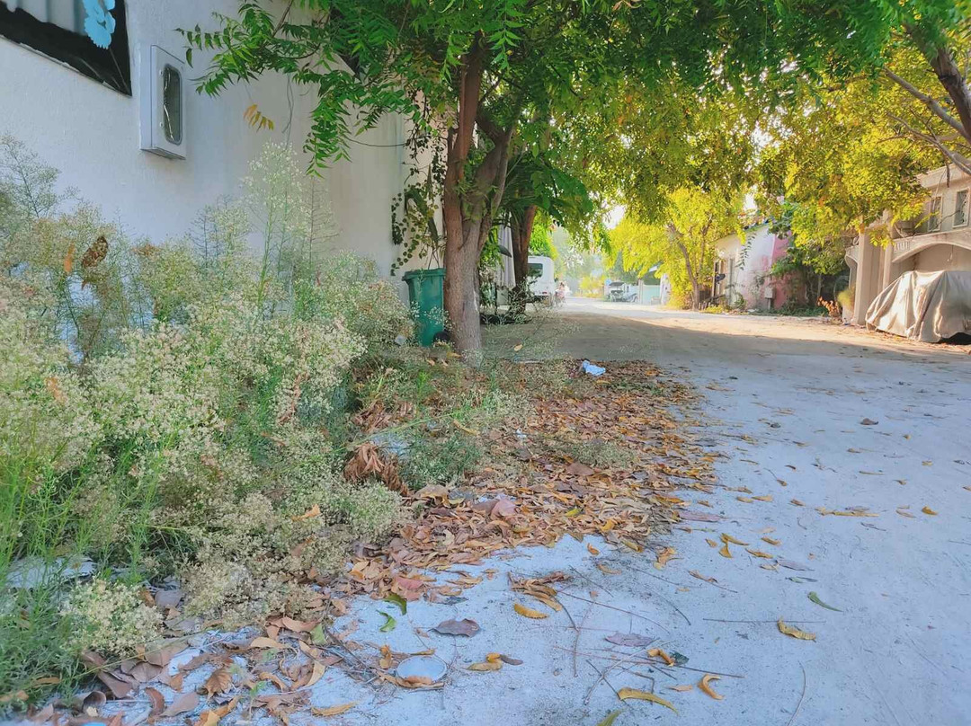 La Isla Bonita主图