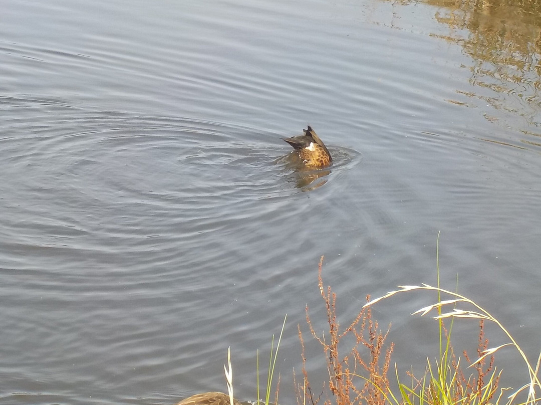 Elsternwick Park Nature Reserve景点图片