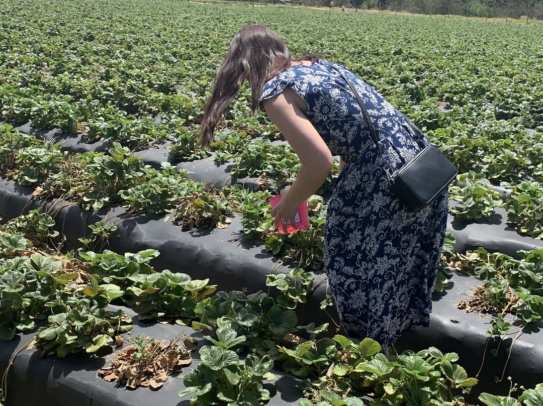 Polkadraai Farm-斯泰伦博斯必去景点