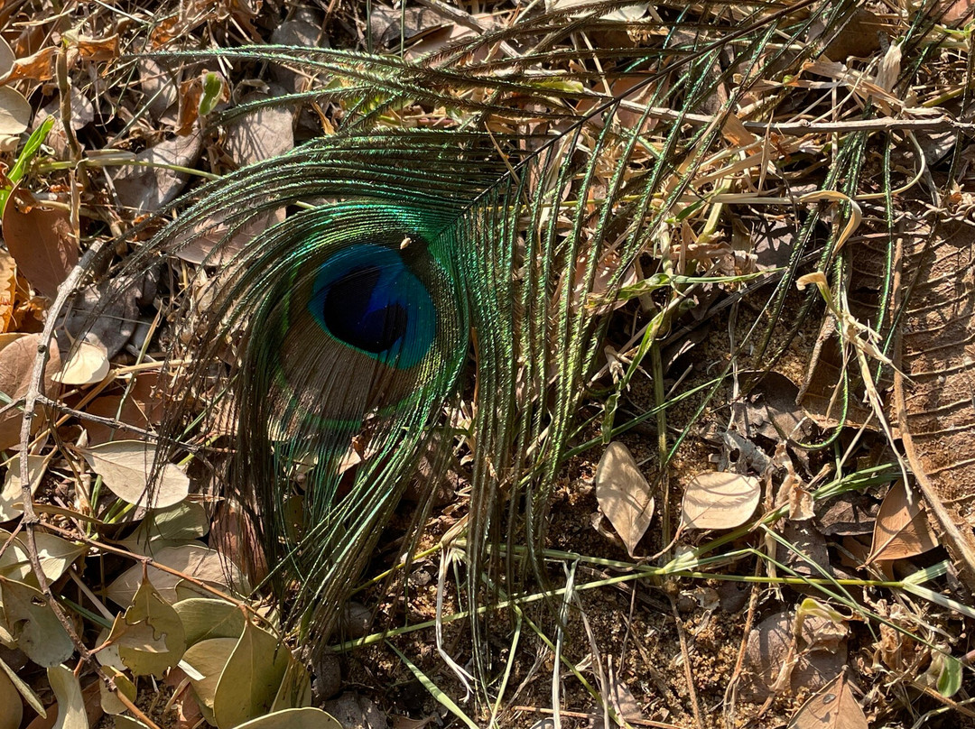 The Oasis Ayurveda Beach Resort主图