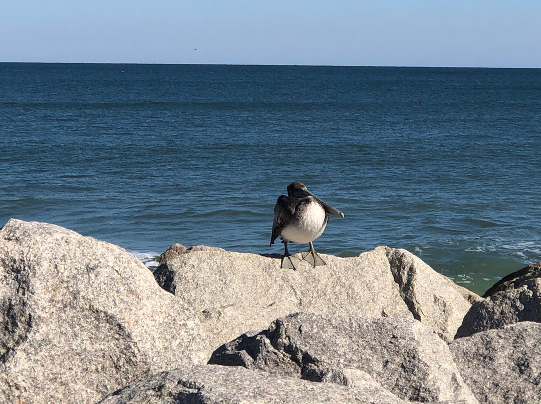 Fort Fisher State Recreation Area景点图片