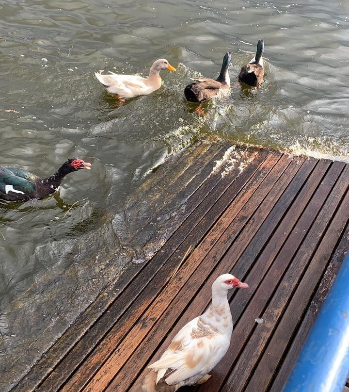 Hosteria Cabanas del Lago主图