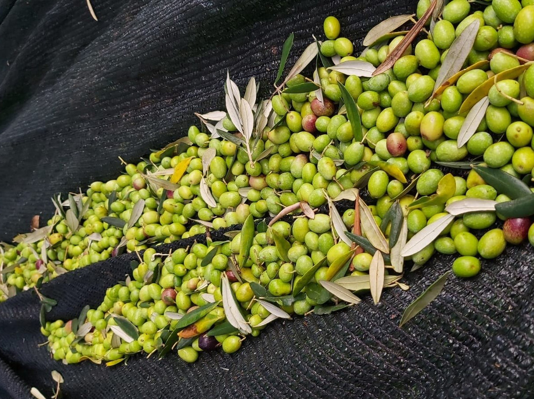 Olivo Istriano: Authentic Istrian family farm, guided walk, foods & wine景点图片
