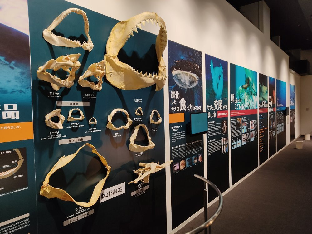 Kesennuma Uminoichi Shark Museum-气仙沼市必去景点