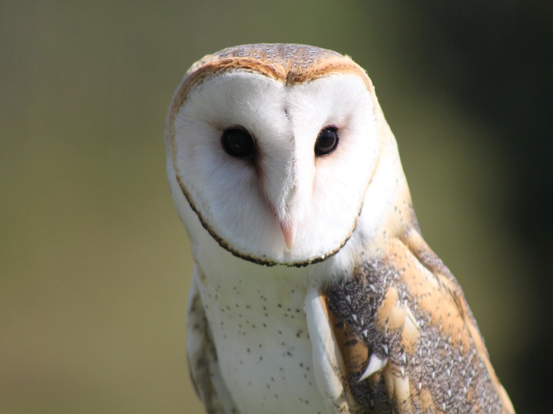 佩尼亚旅游景点-ArtFalcon Falcoaria