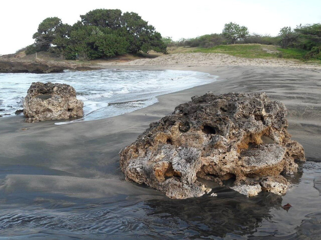 Diaspora Psychedelic Society