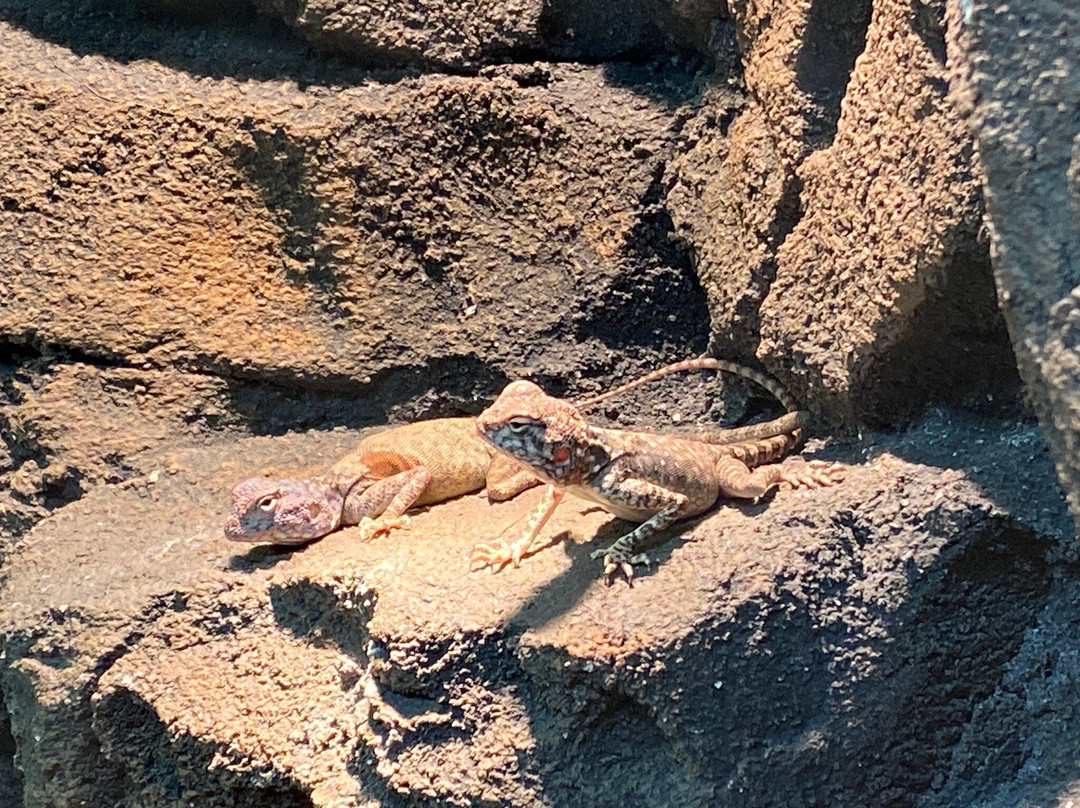 Al Hafiya Mountain Conservation Center-Kalba必去景点