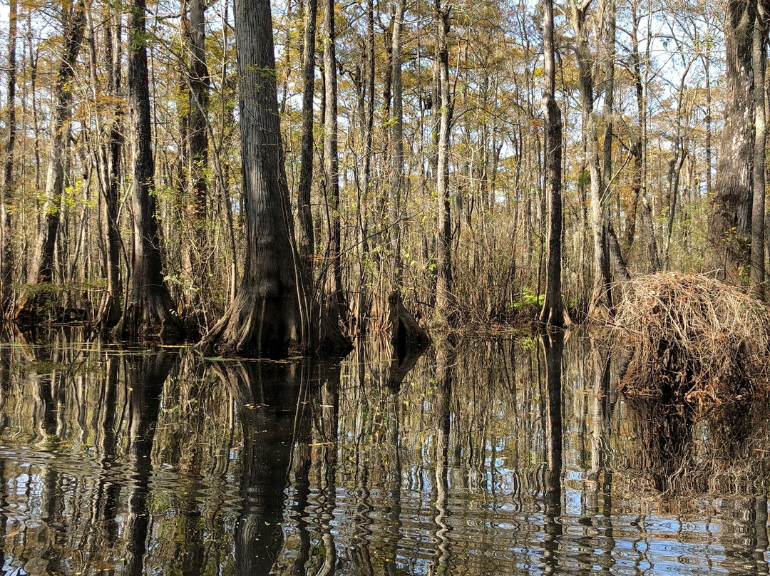 Gator Bait Adventure Tours-美特尔海滩必去景点