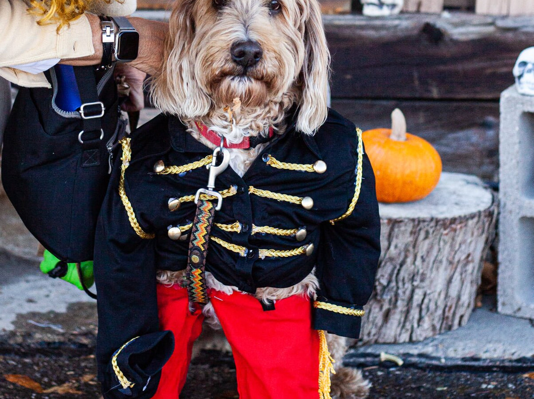 Romero's K9 Club & Tap House-Lafayette必去景点