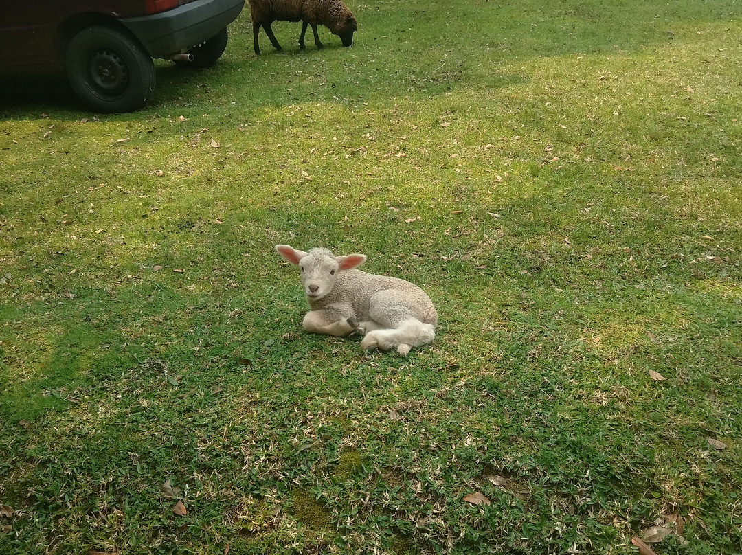 Araucárias Park-Arvorezinha必去景点