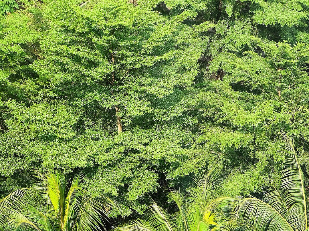 Harper Purwakarta主图