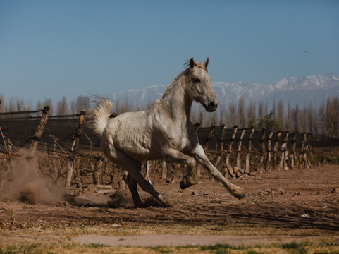 GAUCHO ESTATE-门多萨必去景点